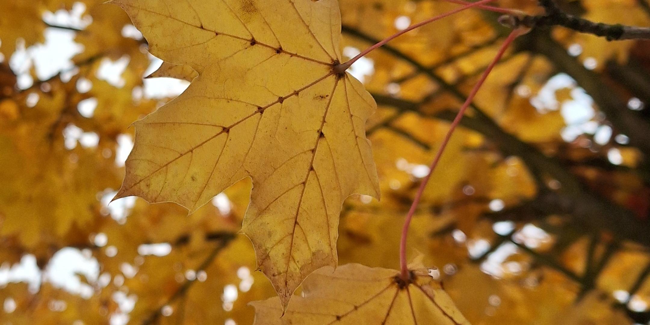 Herbstblätter gelb