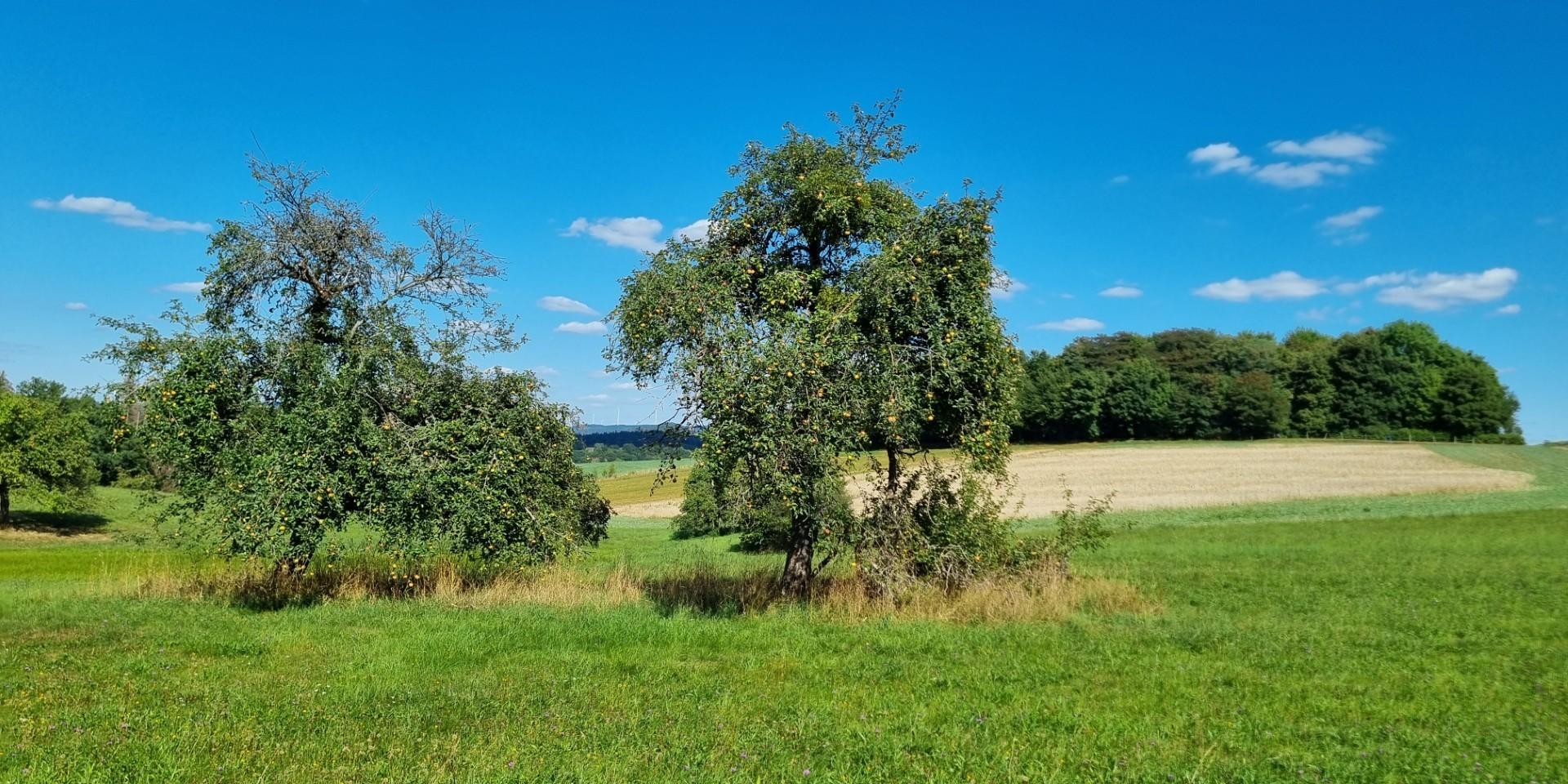Das Bild zeigt im Vordergrund zwei Apfelbäume auf einer grünen Wiese vor einem blauen Himmel mit Schönwetterwolken.