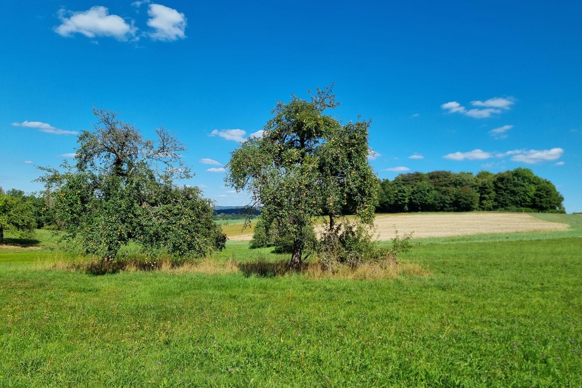 Das Bild zeigt im Vordergrund zwei Apfelbäume auf einer grünen Wiese vor einem blauen Himmel mit Schönwetterwolken.
