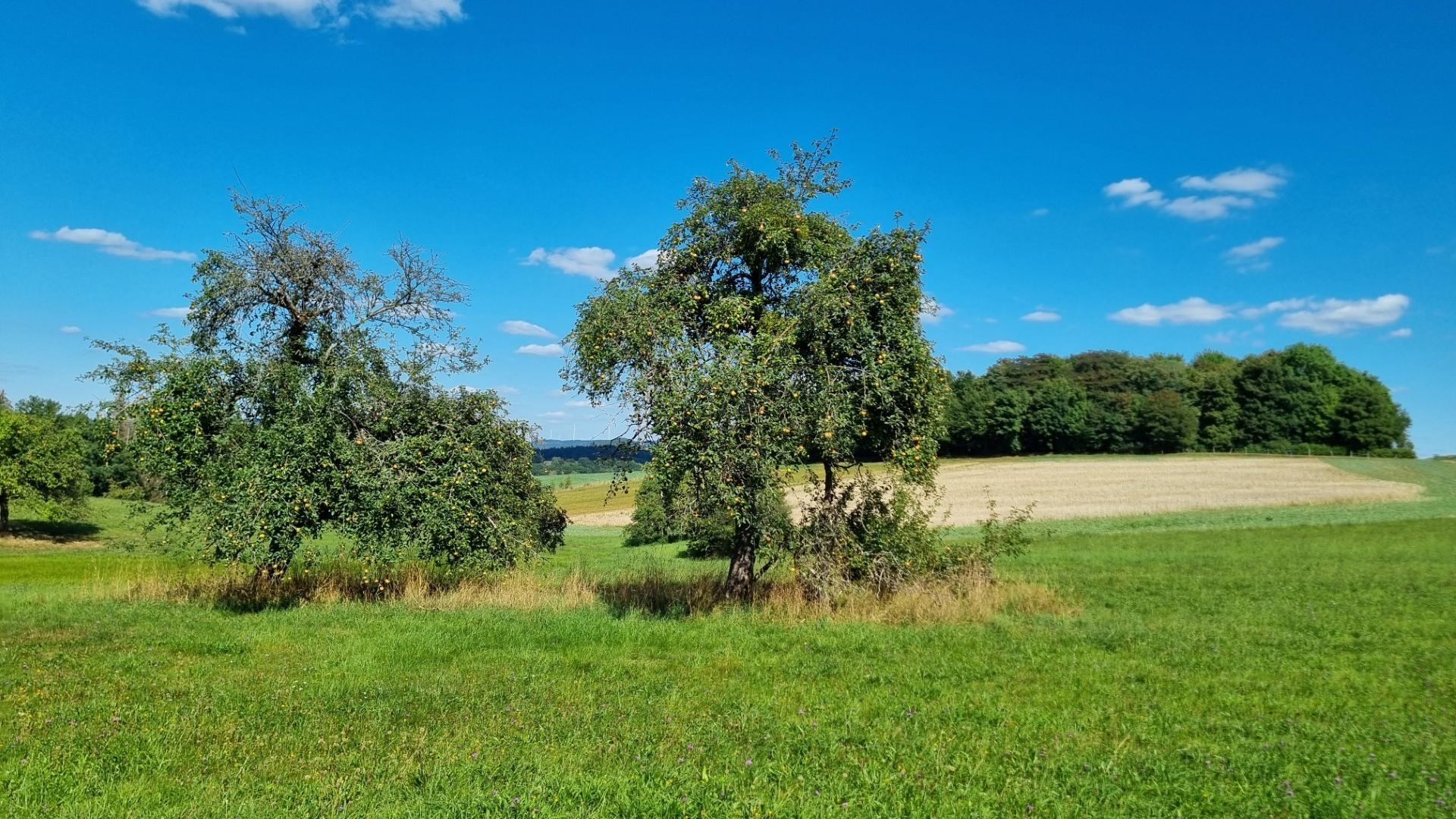 Das Bild zeigt im Vordergrund zwei Apfelbäume auf einer grünen Wiese vor einem blauen Himmel mit Schönwetterwolken.