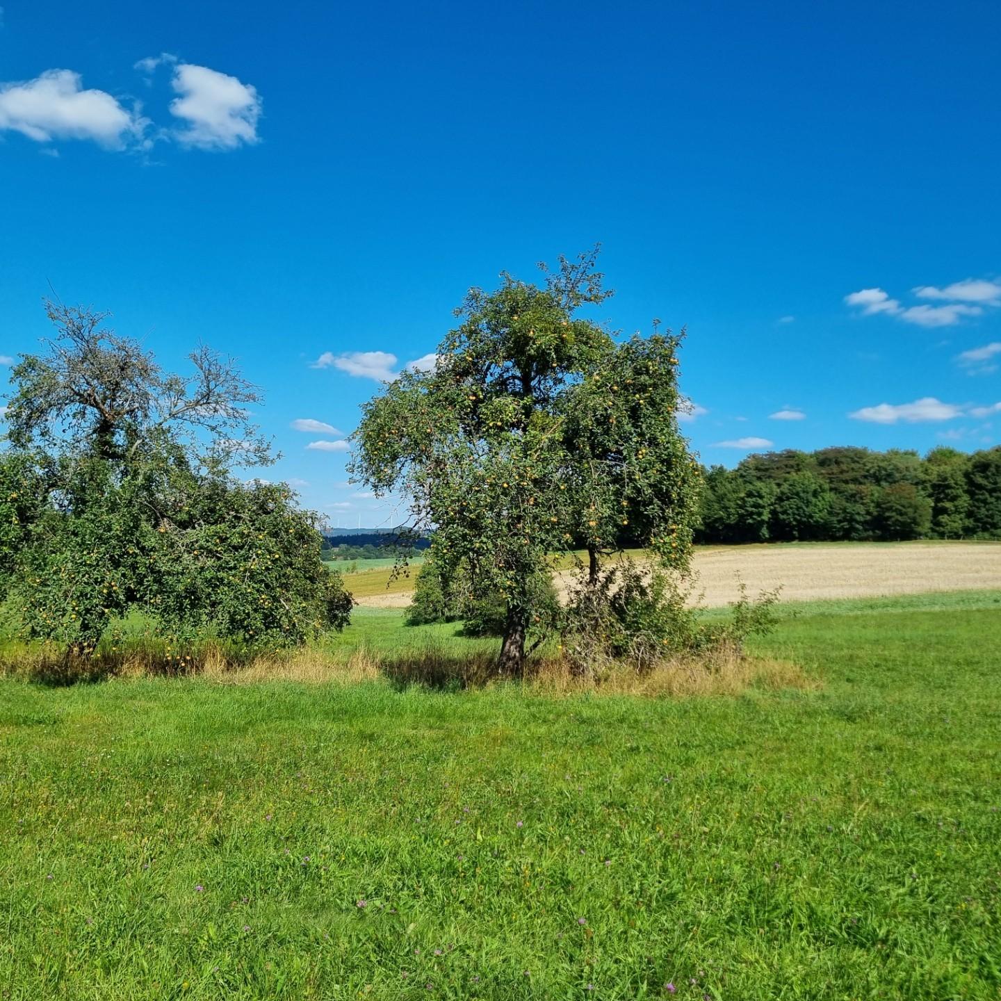Das Bild zeigt im Vordergrund zwei Apfelbäume auf einer grünen Wiese vor einem blauen Himmel mit Schönwetterwolken.