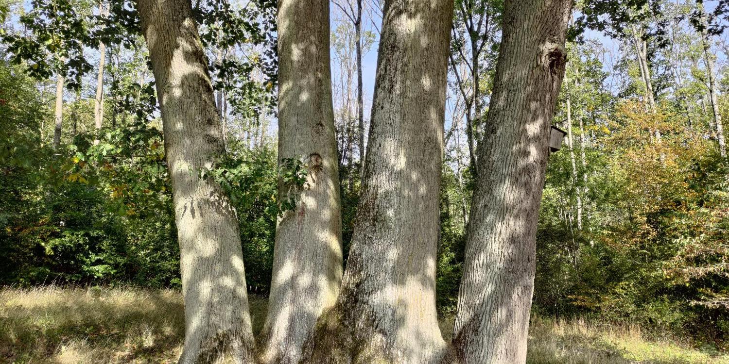 Baum mit starken Wurzeln