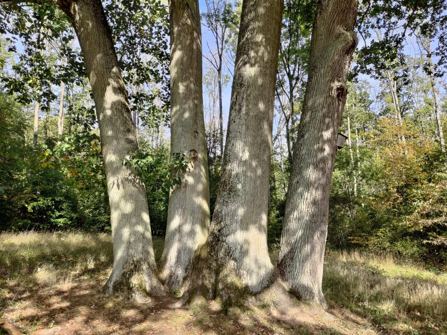 Baum mit starken Wurzeln