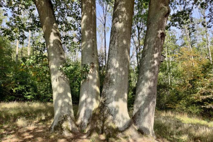 Baum mit starken Wurzeln